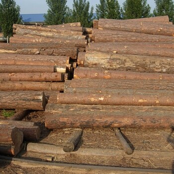 东莞虎门港进口木材如何操作更省钱