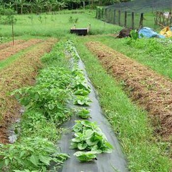 农业种植使用果园防草布效果显著园林除草布价格百度知道