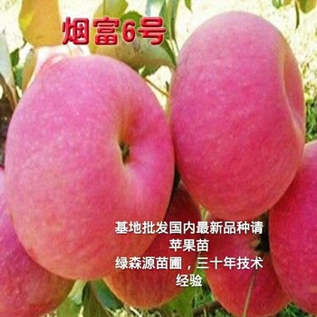 河南苹果苗新品种/河南苹果苗树苗批发/河南2公分粗果树苗