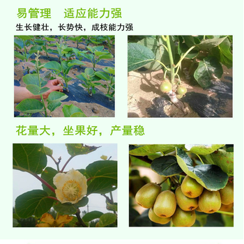 獼猴桃紅心好還是綠心好
