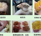 鸡腺胃炎用什么药？鸡腺胃炎怎么治疗？腺胃康