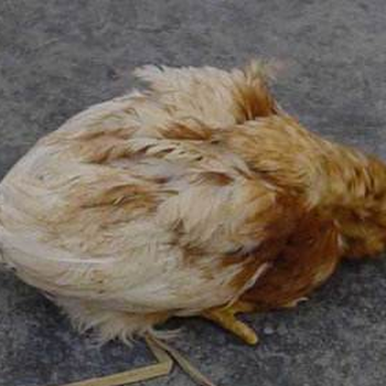鸡后期吃料不跟天治疗方案一针对鸡后期料不跟天快速提料方法