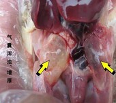 鸡支原体气囊炎治疗产品一鸡支原体气囊炎用药方案一囊畅