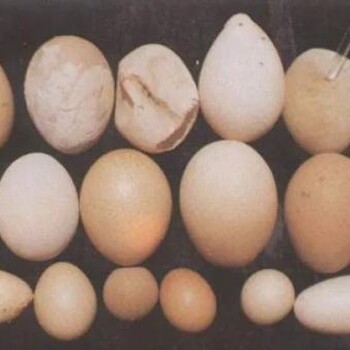 蛋鸡输卵管炎什么药好？无抗治疗输卵管炎一卵必康