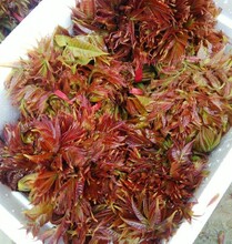 红油香椿苗，红油香椿种子