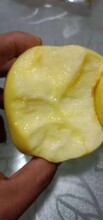 苹果新品种维纳斯黄金苹果苗