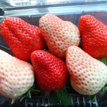 黄石草莓苗报价