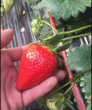 湖北草莓苗批发价格