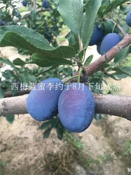 李子苗的品種選擇和李子苗的價(jià)格