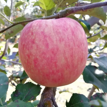 盐城苹果苗种植基地