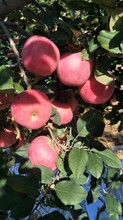 成都苹果苗种植基地