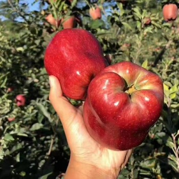 湖北三石苹果苗种植基地