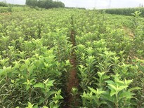 成都苹果苗种植基地图片4