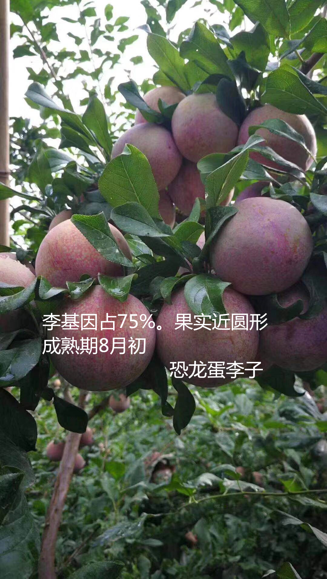 日本李王銷(xiāo)售電話