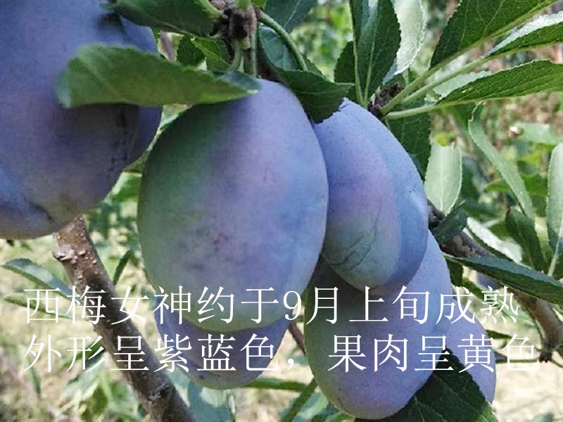 日本李王銷(xiāo)售電話