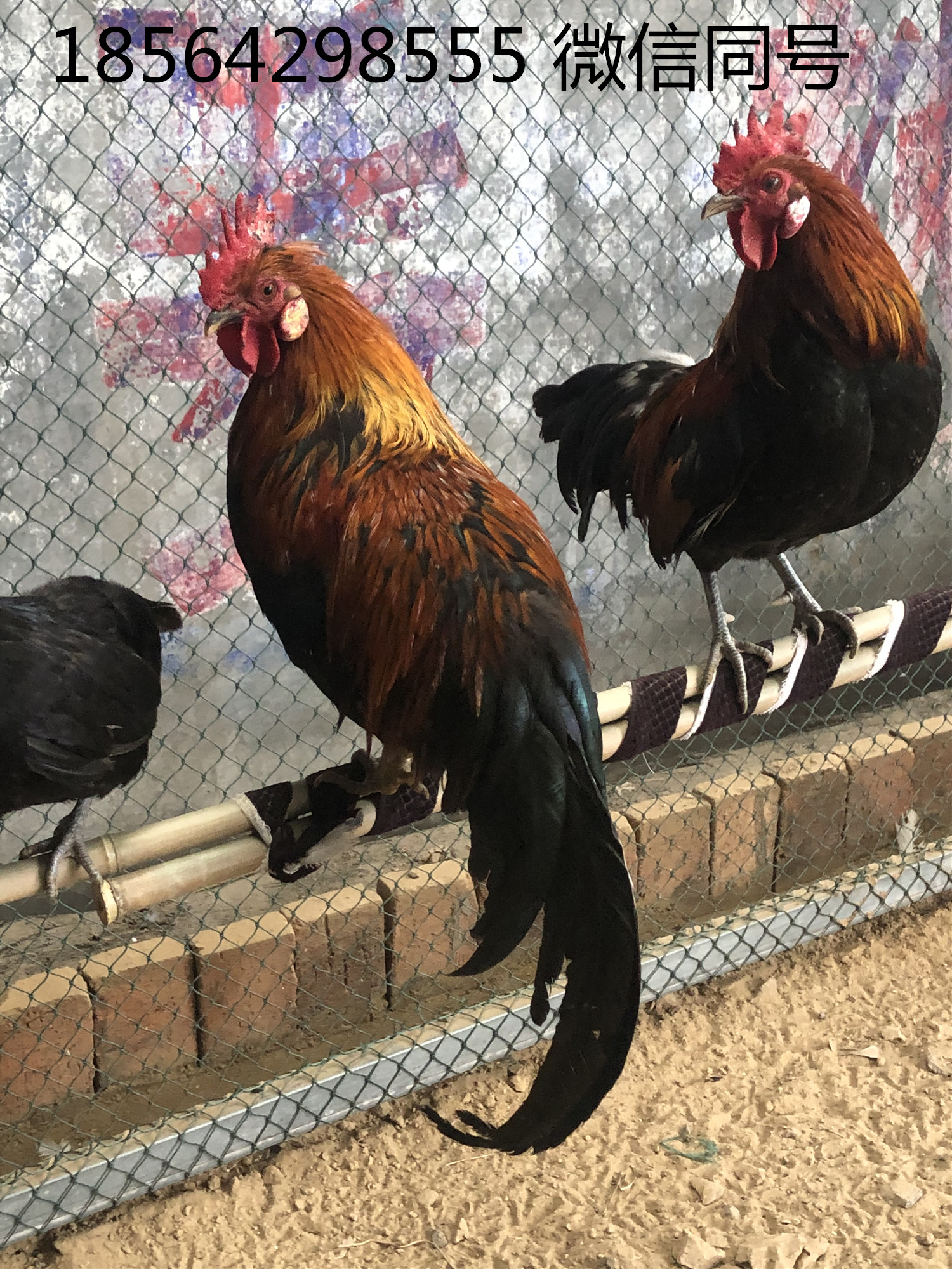 白色长尾鸡价格