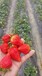 吉林省四季草莓苗如何栽培