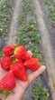 江西省丰香草莓苗供应