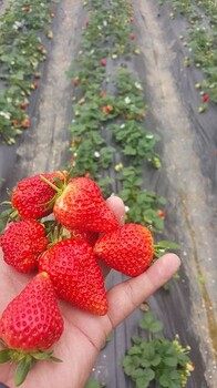 法兰地草莓苗基地
