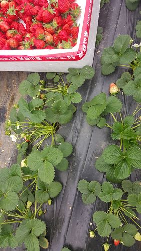 天津阿尔巴草莓苗价格