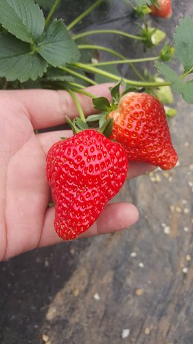 陕西省贵美人草莓苗品种好