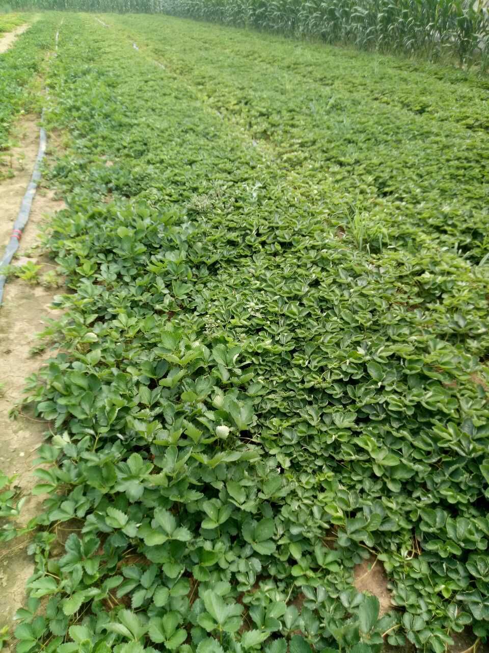 吉林省爱莎NF421草莓苗价格