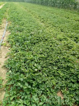 广东省甜查理草莓苗种植方法