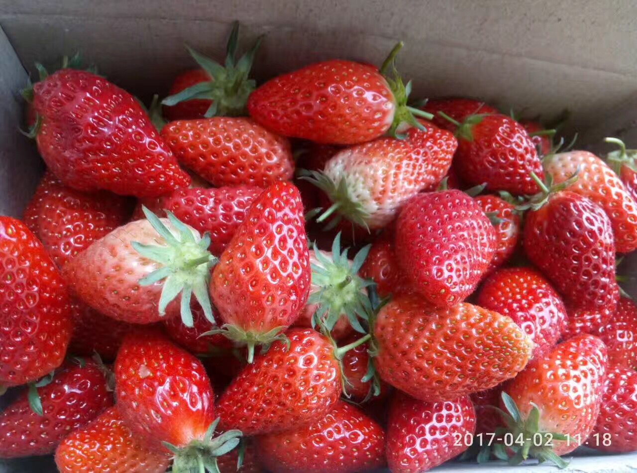 红颜草莓苗供应