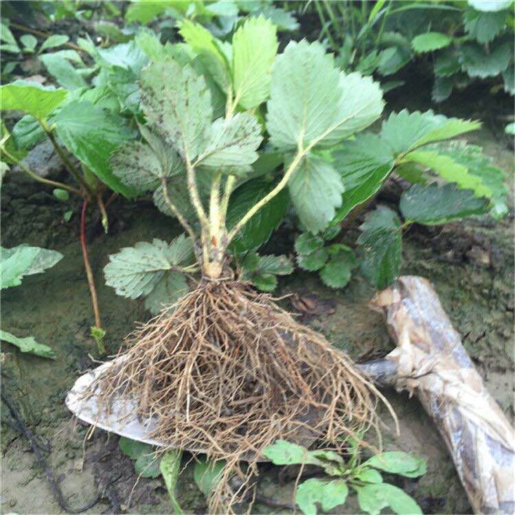 山西省白草莓苗种植技术