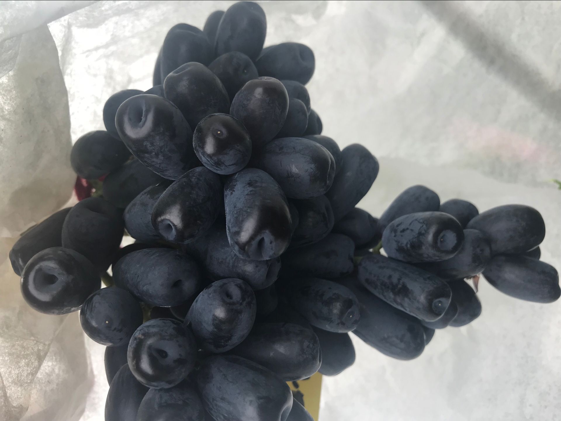 蓝宝石葡萄树苗厂家供货-无核葡萄树苗