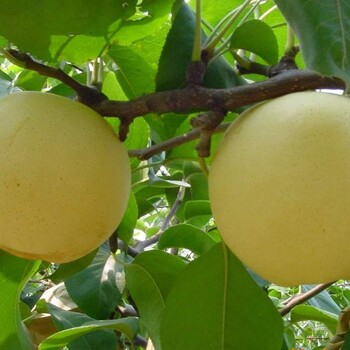 达州市满天红梨树苗种植方法