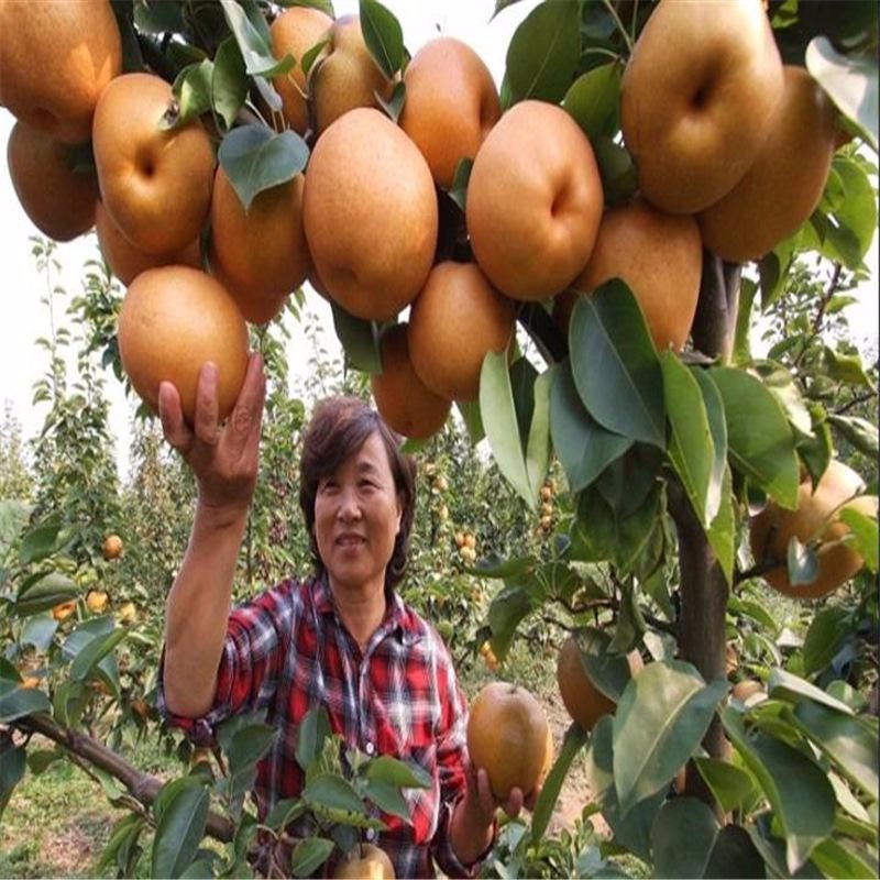 泰州市新高梨树苗品种好