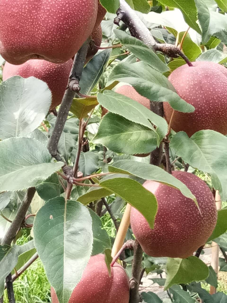 平顶山市红梨树苗哪个品种好吃