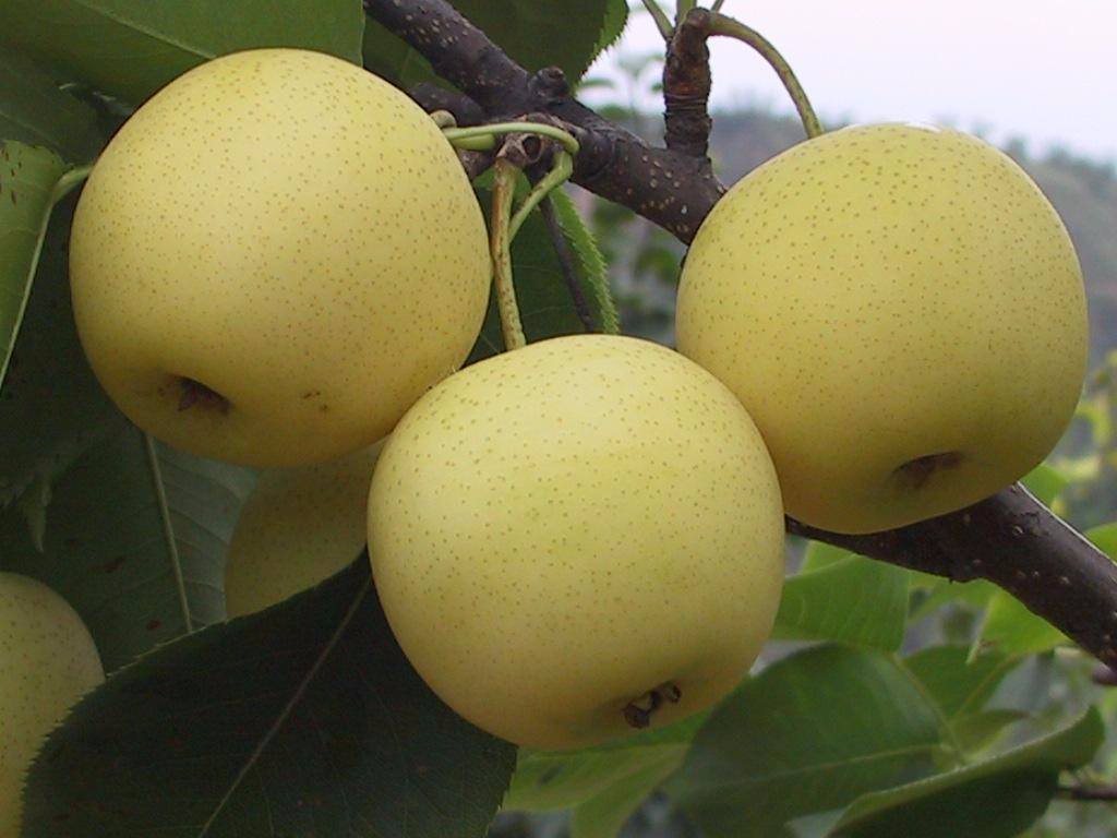 砀山酥梨树苗新品种