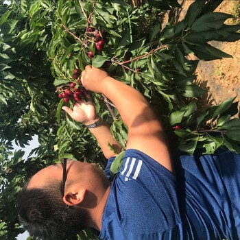 车厘子树苗种植技术