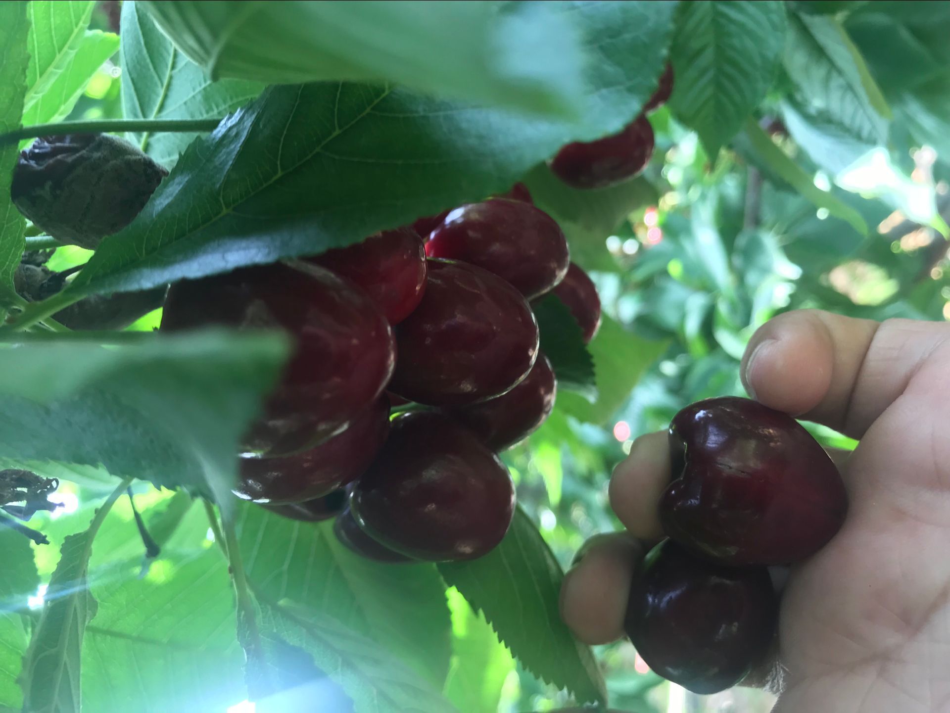 车厘子树苗种植资料