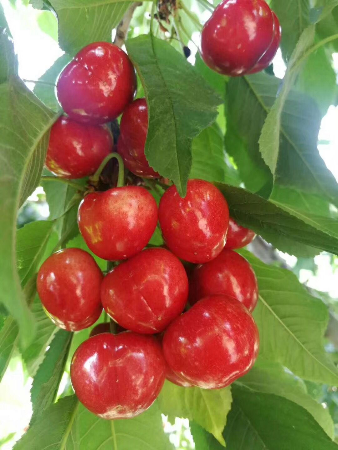 车厘子树苗种植资料