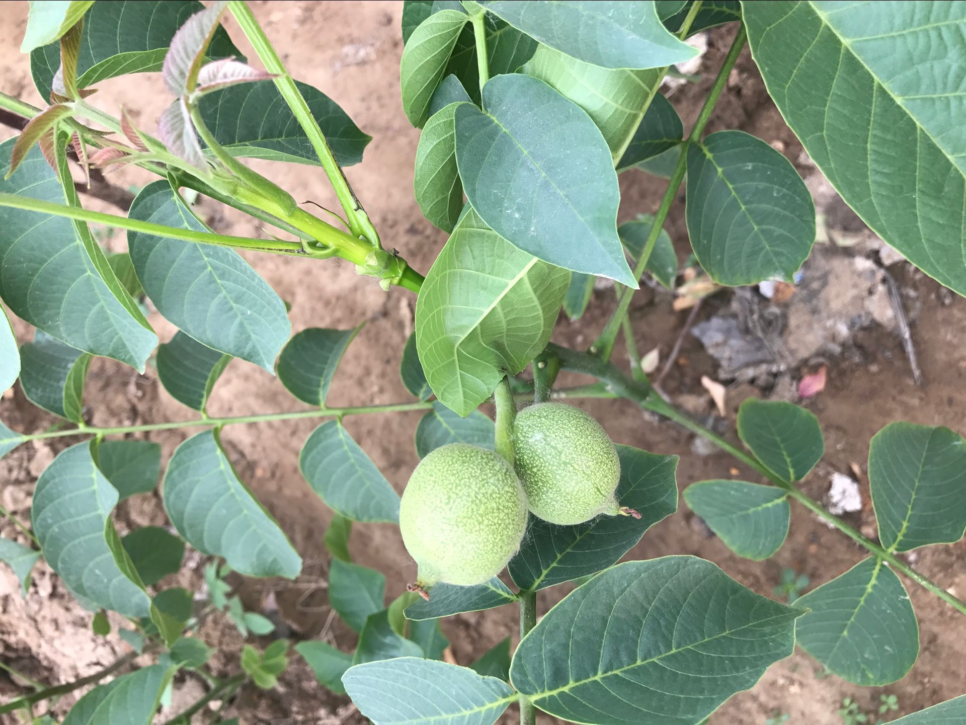 长治市核桃种植什么价格