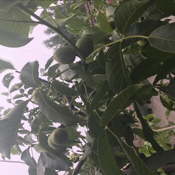 拉薩市占地核桃樹作用