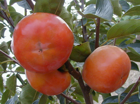 贵秋柿子苗种植