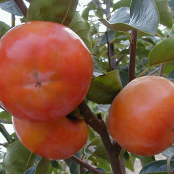 江苏盐城甜柿子树苗多少钱