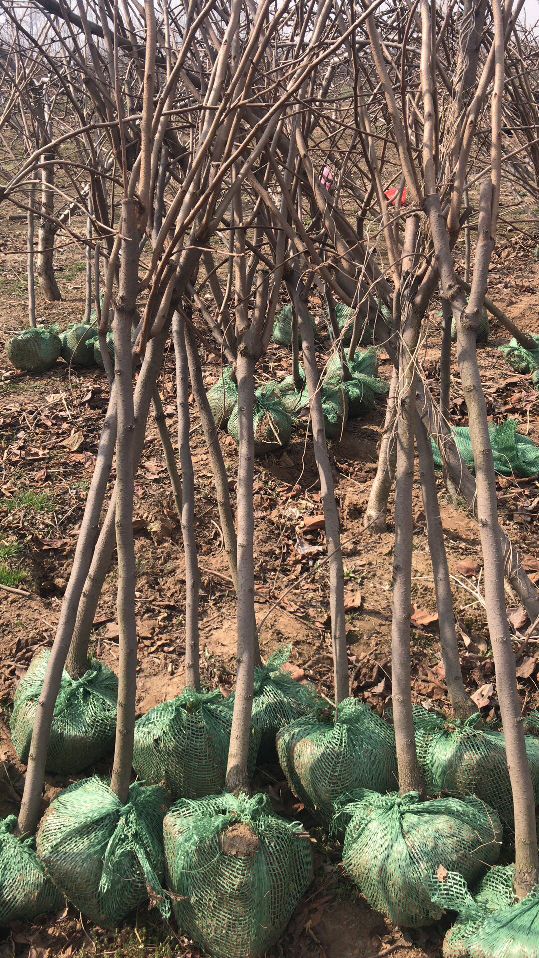 甘肃天水黑柿子树种植技术