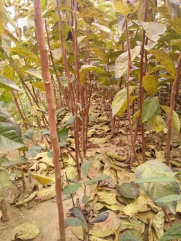 广西壮族自治区玉林造型柿子树种植技术