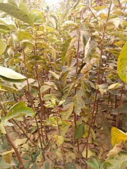 济南柿子苗新品种