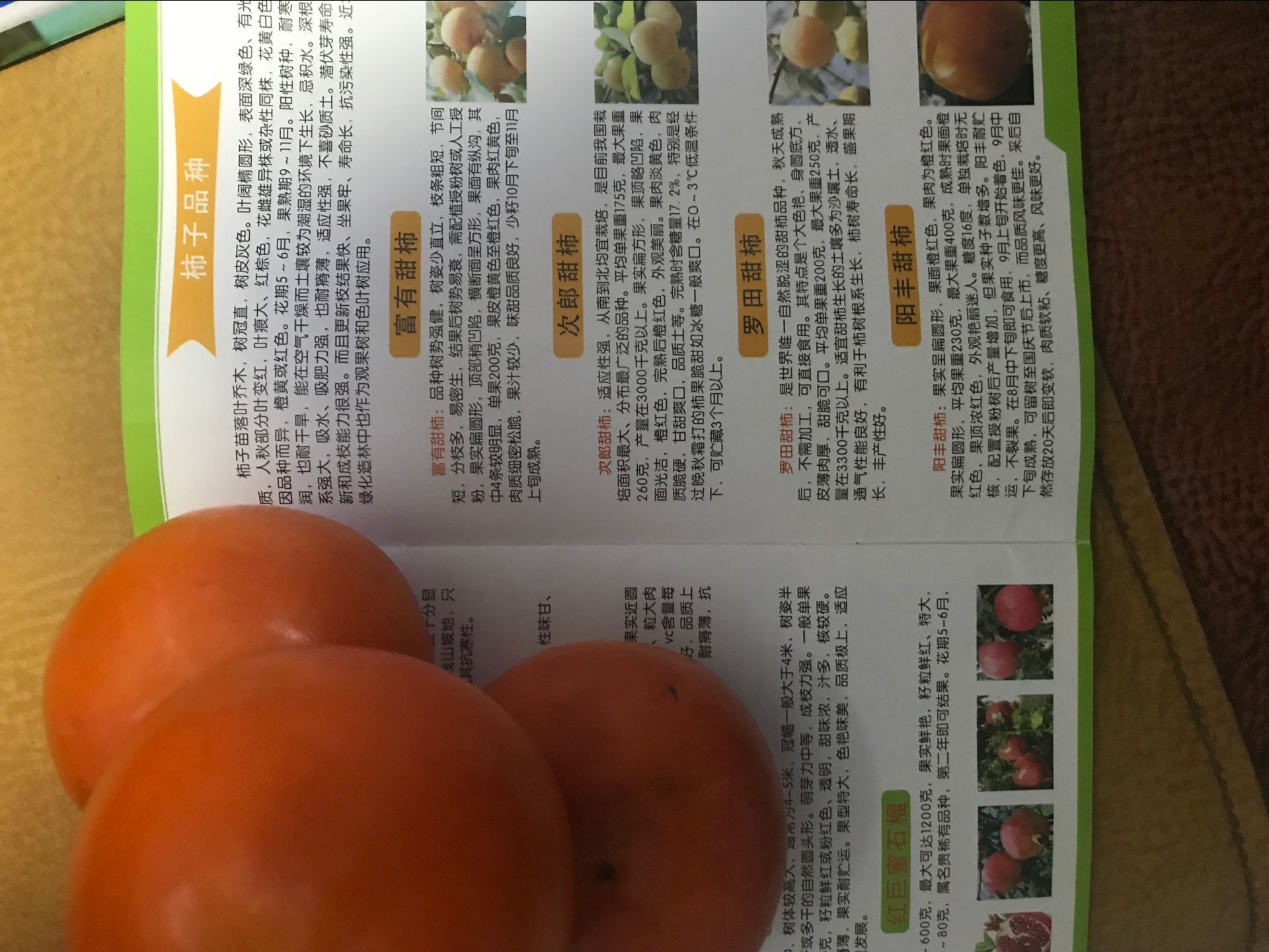 甜柿子树苗种植技术