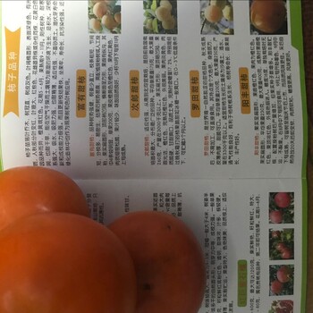 安徽芜湖3公分柿子树苗种植方法