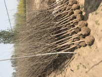 玉树藏族自治州石榴苗品种好图片3