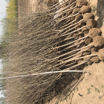 安徽淮北1公分石榴树苗种植方法