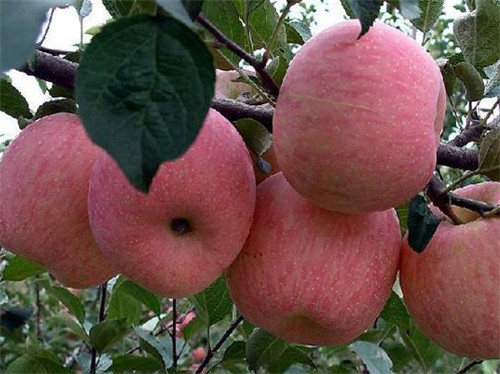 5公分苹果苗品种好