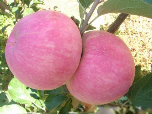 泉州太平洋嘎啦苹果苗新品种